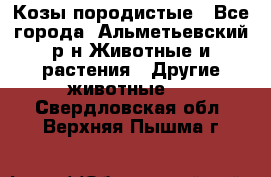 Козы породистые - Все города, Альметьевский р-н Животные и растения » Другие животные   . Свердловская обл.,Верхняя Пышма г.